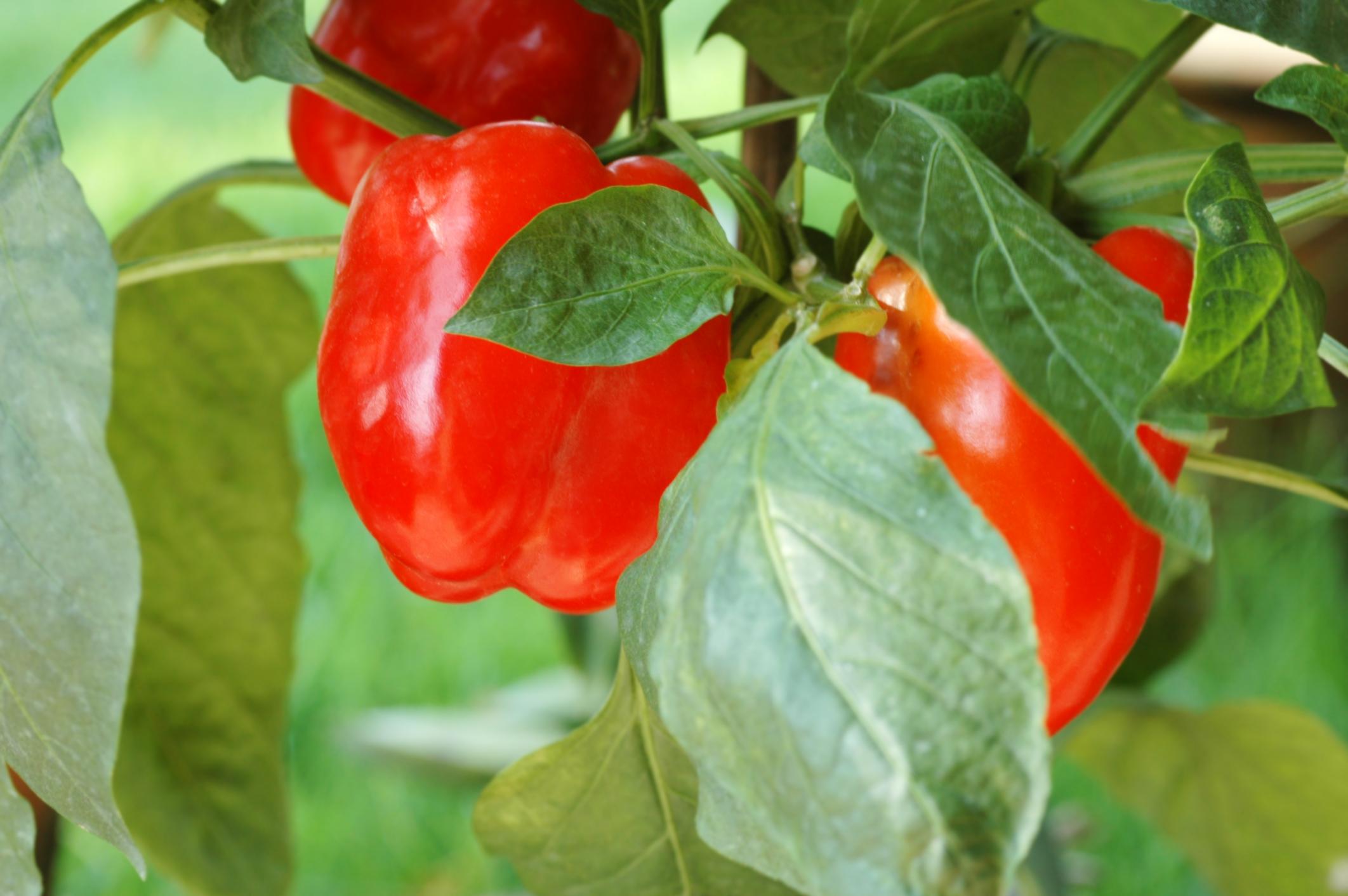 papryka papryka